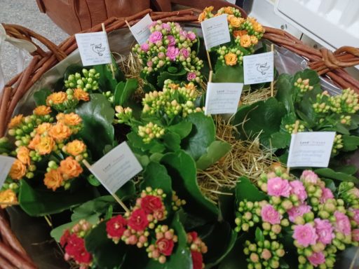 Ein Blümchen zum Frauentag